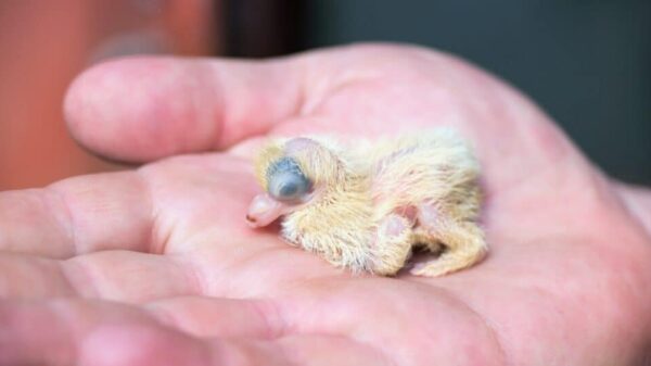 king pigeon baby on a farmer hand picture id902757214 1024x535 1