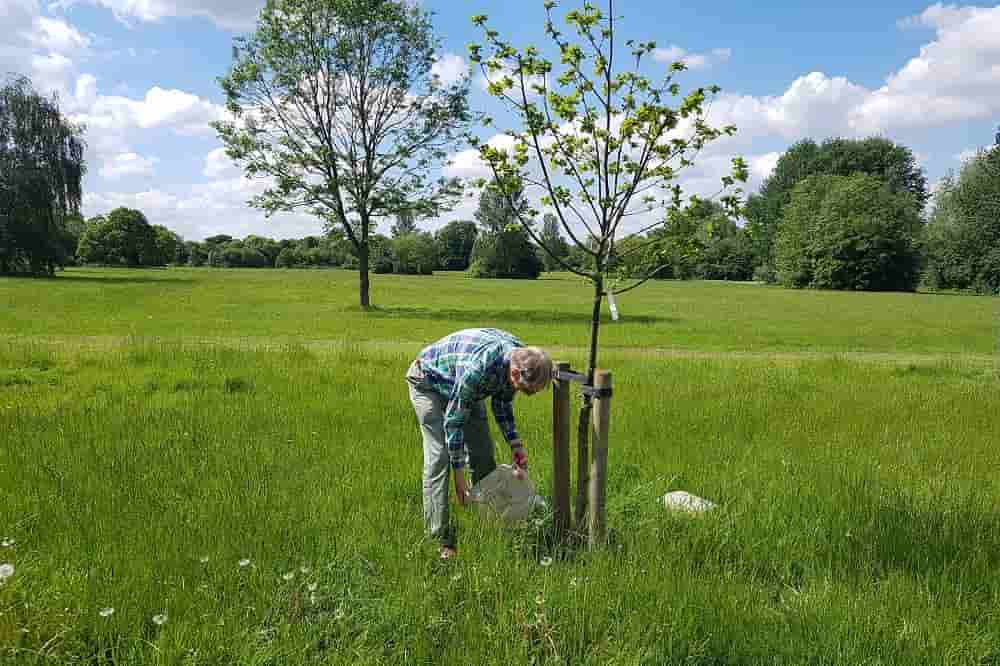 tree protection